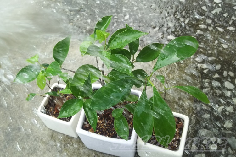 ガジュマルの植替え 気根が出てるガジュマルを新しい鉢に植え替える そして別の楽しみ方も Oyageeの植物観察日記