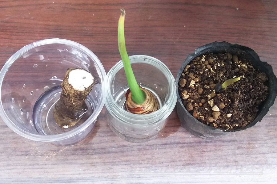 クワズイモの増やし方 水挿し 茎挿しを行って どれが一番最初に芽が出て 確実に増やせるかを競ってみることにしました