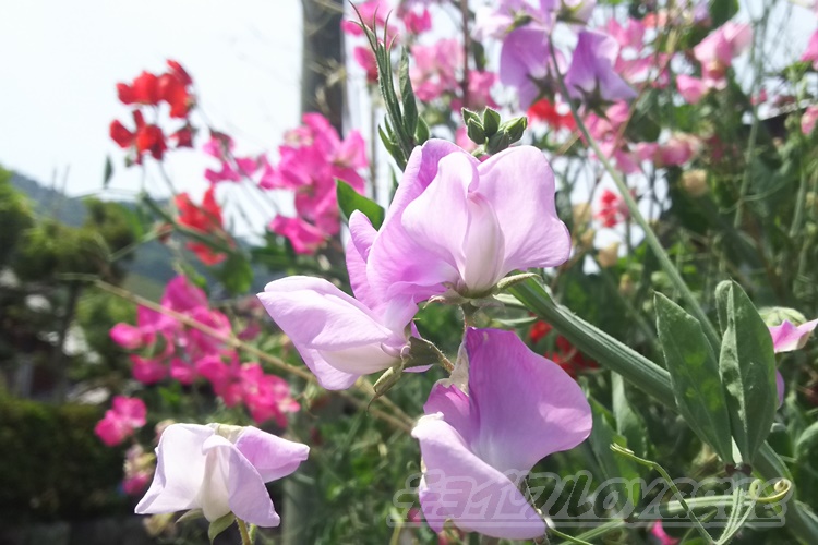ピンク 赤 白 紫 とスイートピーにそっくりの花が咲く植物は野菜なんでしょうか Oyageeの植物観察日記