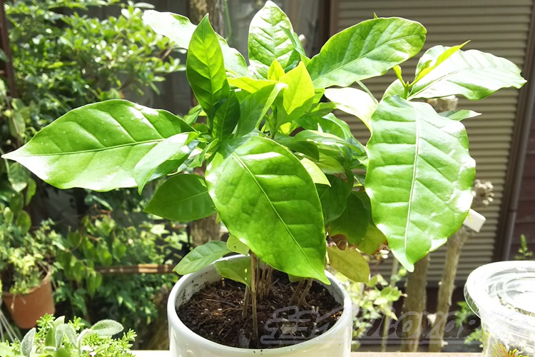 ダイソーのミニ観葉をダイソー100均グッズで楽しもう Vol 2 300円ミニ観葉のコーヒーの木を 白の鉢ポットへ植え替えてみました
