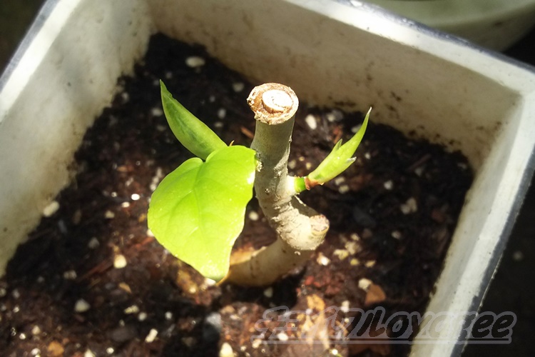 フィカス ウンベラータの生育状況 土に植えてからたった1週間でここまで生長するとは ウンベラータって生長が早いって言われてるのがわかる気がします