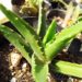 アロエの株分け＆挿し芽｜まずは切り口を乾かした後に土へ植え付けるのがＢＥＳＴ！　時期は？　そして、水やりのタイミングは？【oyageeの植物観察日記】