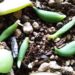 多肉植物のあるある情報｜ネックレス系多肉も、葉挿しができちゃう !?　まだ根のようなものしか出てませんけど…【oyageeの植物観察日記】