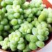 多肉植物「セダム・ビアポップ（新玉つづり）」の特徴と育て方｜【多肉カタログ・品種別紹介】
