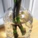 5日前に水挿ししたシンゴニウム、出てる、出てる、もう根が出てる...【oyageeの植物観察日記】