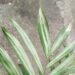 テーブルヤシが一晩で斑入りにイリュージョン？　いやいや葉焼けです...。【oyageeの植物観察日記】