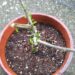 クイズ100人に聞きました！「枯れたと思ってたのに、春に芽吹いてきたこの植物はなんでしょう？」【oyageeの植物観察日記】