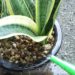 サンセベリアの植替え後の初めての水やりの注意点【oyageeの植物観察日記】