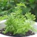タマシダ(ネフロレピス)の増やし方｜株分けと子株で増やすんデス【oyageeの植物観察日記】